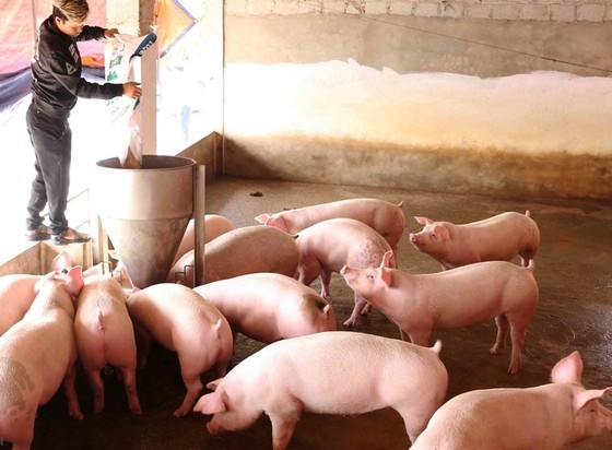 Người dân nhiều quận huyện ở Hà Nội sẽ không được nuôi gia súc, gia cầm ảnh 1