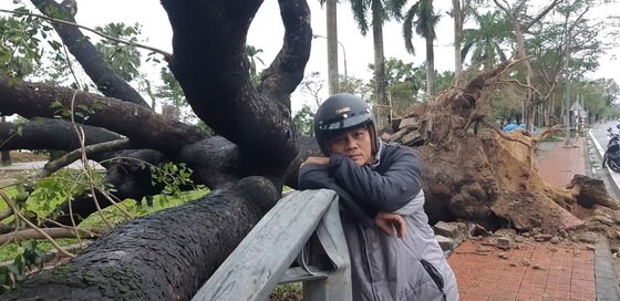 Tiếc nuối cây xà cừ cổ nhất cố đô Huế bị bão đánh bật gốc ảnh 2