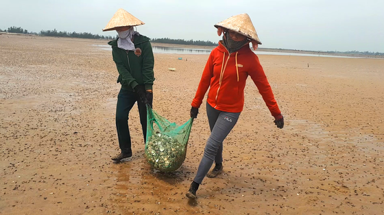 Hà Tĩnh: 120ha nghêu nuôi bị chết hàng loạt ảnh 3