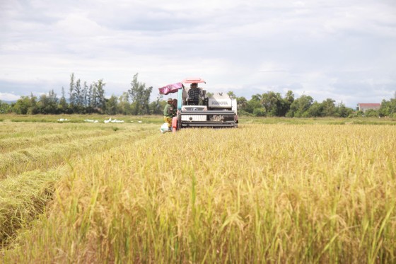 Người dân ở Hà Tĩnh đang gấp rút thu hoạch lúa