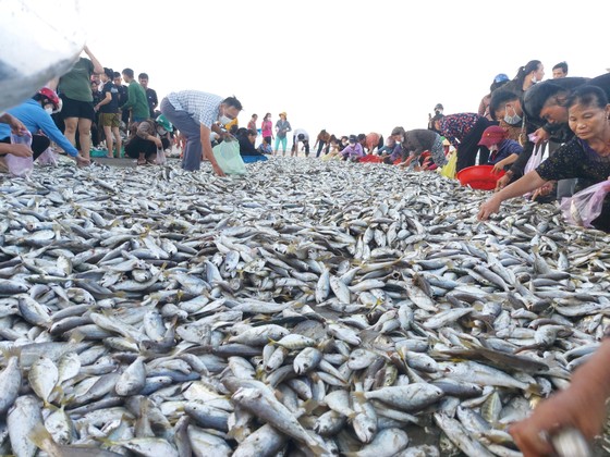 Ngư dân Hà Tĩnh trúng mẻ cá đù hơn 4 tấn ảnh 1