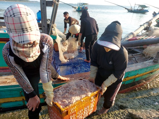 Ngư dân Hà Tĩnh trúng “lộc biển” những ngày đầu vụ cá Bắc ảnh 3