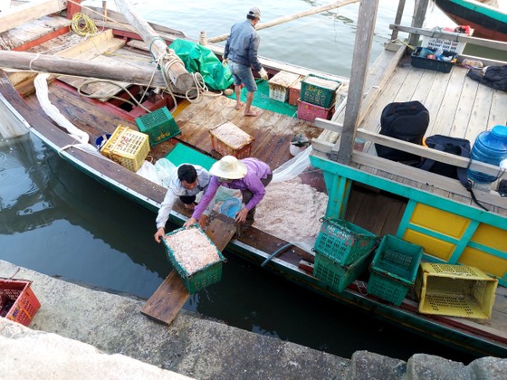 Ngư dân Hà Tĩnh trúng “lộc biển” những ngày đầu vụ cá Bắc ảnh 1