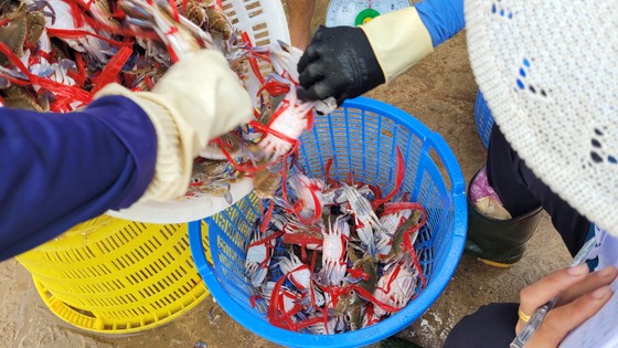 Ngư dân Hà Tĩnh trúng “lộc biển” những ngày đầu vụ cá Bắc ảnh 25