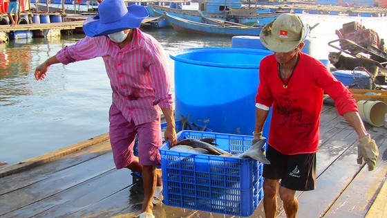 Ngư dân Long Sơn (TP Vũng Tàu) vận chuyển cá bớp