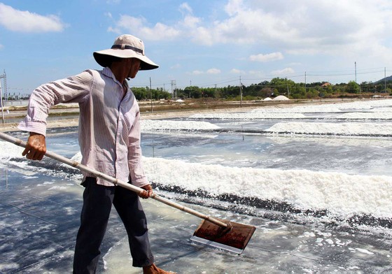 Diêm dân xã An Ngãi, huyện Long Điền thu hoạch muối