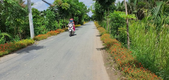Các tuyến đường được trồng hoa ở xã Đa Phước, huyện Bình Chánh 