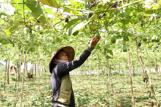 Lâm Đồng đẩy mạnh mô hình nông nghiệp ứng dụng công nghệ cao  Báo Dân tộc  và Phát triển