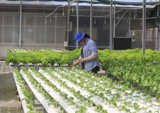  Sản xuất rau sạch là một trong những sản phẩm OCOP chủ lực của huyện Cần Đước, tỉnh Long An
