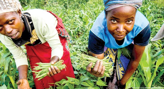 Nông dân Kenya thu hoạch đậu côve bán cho WFP