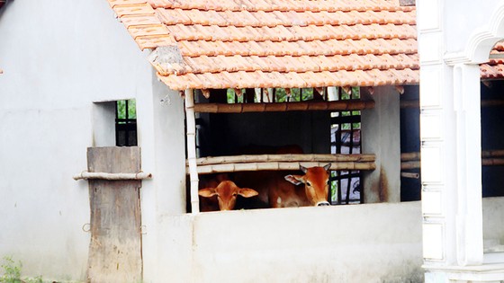 Lo lũ cuốn trôi bò nên người dân xóm Quý Viên  (thôn Đông Bình, xã Nhơn Thọ) đã chi hàng chục triệu đồng xây nhà lớn cho bò tránh lũ