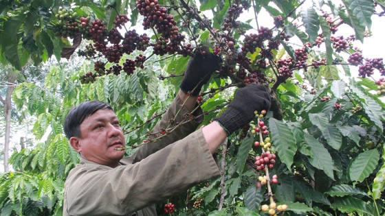  Nông dân Đắk Lắk không vui với vụ thu hoạch cà phê năm nay. Ảnh: ĐÔNG NGUYÊN
