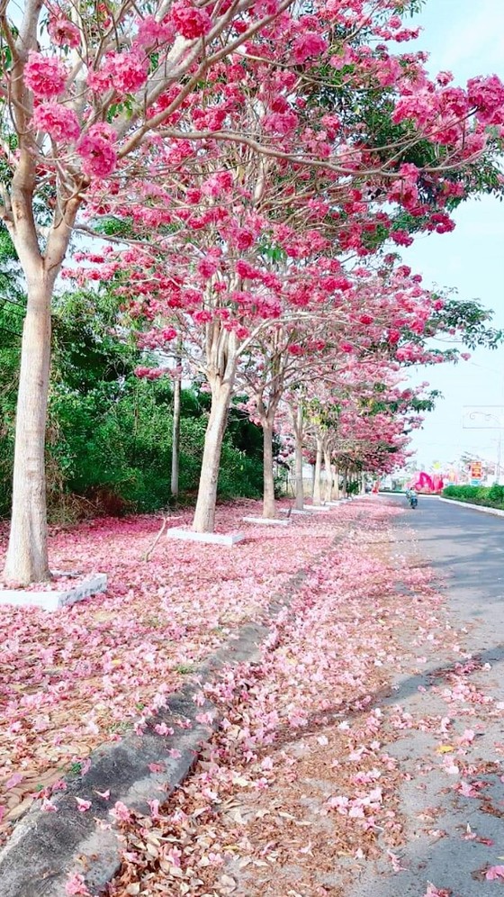 Cung đường hoa kèn hồng ở Sóc Trăng ảnh 1