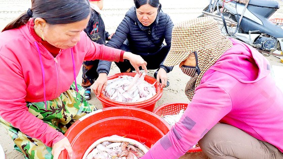 Hà Tĩnh: Ngư dân trúng mùa cá khoai