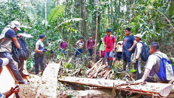 Vụ phá rừng lấy gỗ bị lực lượng chức năng phát hiện ở Peru