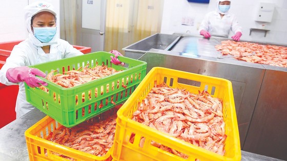 Công nhân Công ty cổ phần Thủy hải sản Sài Gòn APT chế biến hải sản. Ảnh: HOÀNG HÙNG
