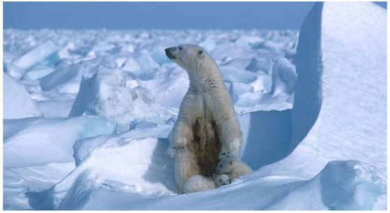 Khu Dự trữ Dầu khí Quốc gia ở Alaska là vùng sinh thái quan trọng với loài gấu trắng Bắc cực, tuần lộc Caribu và hàng trăm nghìn loài chim di cư