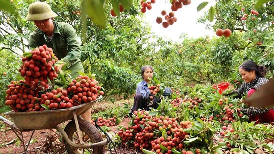 Bắc Giang, Hải Dương đã bán được gần 100.000 tấn vải thiều ảnh 1 Bắc Giang, Hải Dương đã bán được gần 100.000 tấn vải thiều ảnh 1