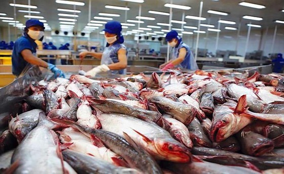 Từ nay đến tháng 1-2022, dự báo các nước sẽ tăng nhu cầu nhập khẩu cá tra, thủy sản Việt Nam. Ảnh VASEP