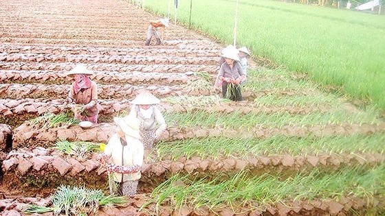 Growing vegetables is more effective than growing rice. (Photo: SGGP)
