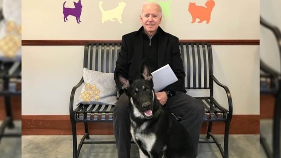 Joe Biden và con chó của ông, Major.