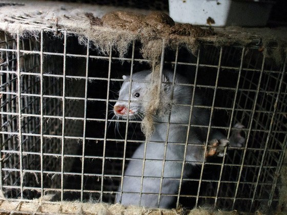 Tóm tắt tất cả bằng chứng hiện có về nguồn gốc COVID-19: Virus đã rò rỉ từ phòng thí nghiệm hay tiến hóa từ tự nhiên? - Ảnh 7. Tóm tắt tất cả bằng chứng hiện có về nguồn gốc COVID-19: Virus đã rò rỉ từ phòng thí nghiệm hay tiến hóa từ tự nhiên? - Ảnh 7.
