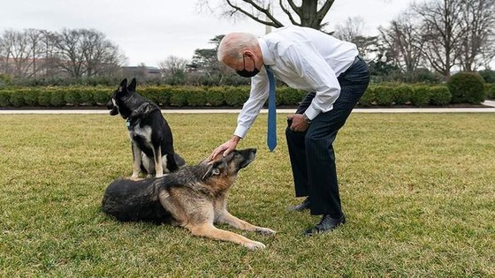 Chó cưng Major của ông Biden lại tiếp tục cắn người. (Ảnh: AP)