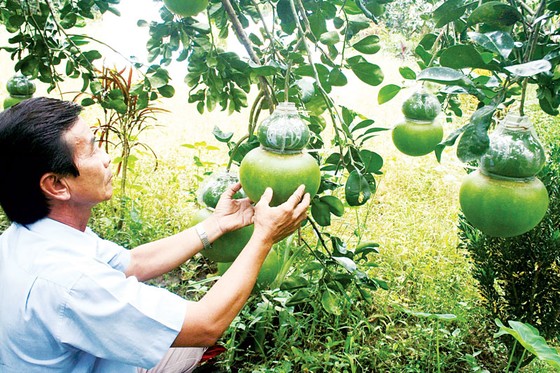 Nông sản được giá, nông dân ăn tết lớn ảnh 1