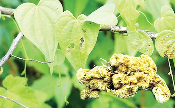 Cây và củ Nần nghệ (Dioscorea collettii)