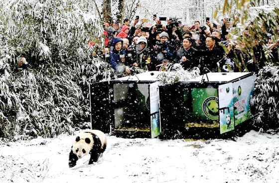 Trung Quốc thả 2 gấu trúc vào rừng