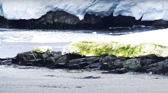  Tảo xanh xuất hiện nhiều ở Nam cực do nhiệt độ trái đất tăng