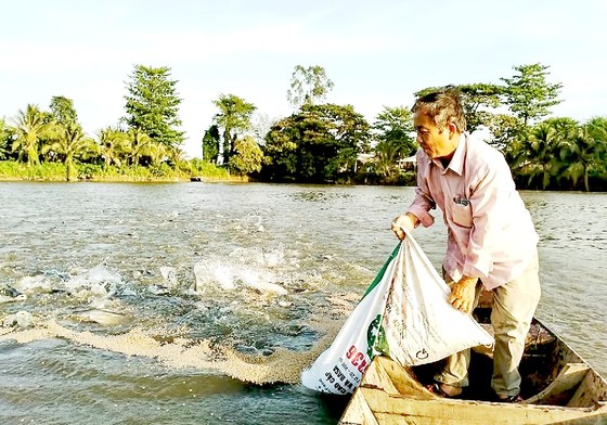 Thức ăn chăn nuôi tăng giá tạo thêm gánh nặng cho người nuôi cá tra ở An Giang