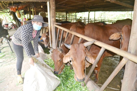 Hộ chăn nuôi bò ở huyện Bù Đốp, Bình Phước