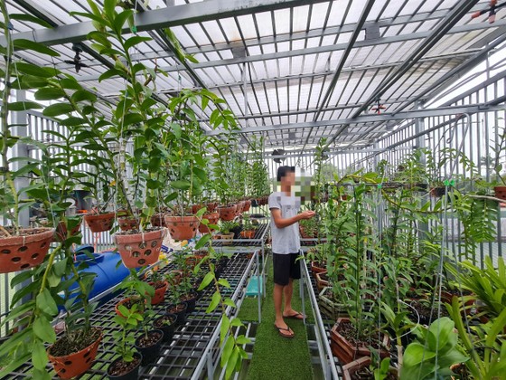 Một vườn lan var ở TP Buôn Ma Thuột từng được đầu tư hàng tỷ đồng nhưng hiện không bán được