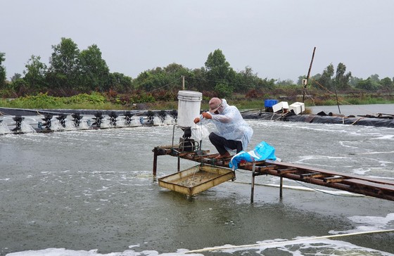 Nông dân huyện Vĩnh Thuận (Kiên Giang) kiểm tra chất lượng nước trong ao nuôi tôm. Ảnh: QUỐC BÌNH