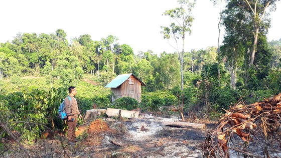 Cà phê mọc ngay giữa rừng ở huyện Kbang, tỉnh Gia Lai
