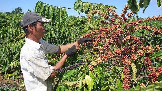 Vườn cà phê tái canh tại Lâm Đồng cho năng suất cao vượt trội