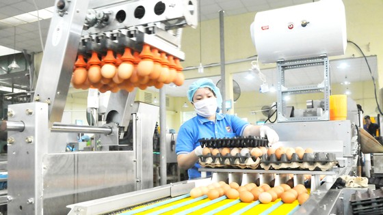 Sử dụng robot trong chế biến trứng gia cầm tại Công ty Vĩnh Thành Đạt. Ảnh: CAO THĂNG
