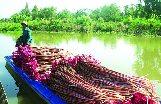 “Lung trời” giữa đồng bằng ảnh 2