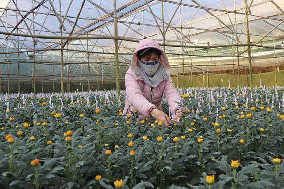 Hoa kiểng nhộn nhịp vào vụ tết ảnh 1