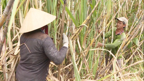 Nông dân tỉnh Trà Vinh thu hoạch mía