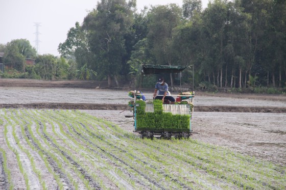 Dịch vụ cấy lúa bằng máy của HTX Nông nghiệp Gò Gòn