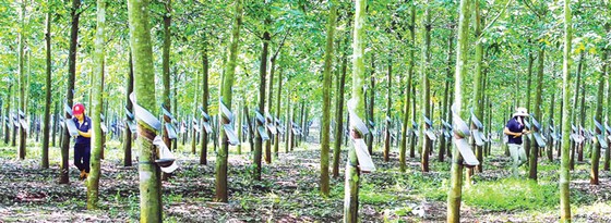 Cẩn trọng nhóm cổ phiếu Gia Lai ảnh 2 Cẩn trọng nhóm cổ phiếu Gia Lai ảnh 2