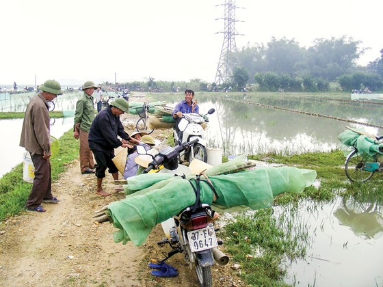 Vào mùa rươi ảnh 4