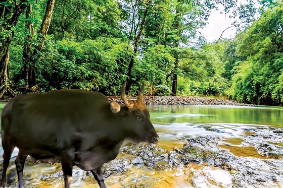  Bò tót F1 tại Vườn quốc gia Phước Bình khỏe mạnh sau thời gian được chăm sóc.  