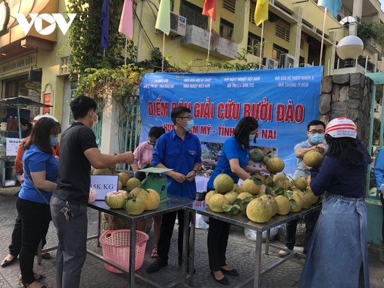 Người dân nhiều tỉnh thành nhiệt tình "giải cứu" nông sản Hải Dương ảnh 4 Người dân nhiều tỉnh thành nhiệt tình "giải cứu" nông sản Hải Dương ảnh 4