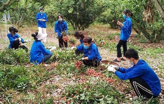 Lực lượng thanh niên tình nguyện giúp người dân thu hoạch vải thiều năm 2022. ảnh 1 Chú thích ảnh
