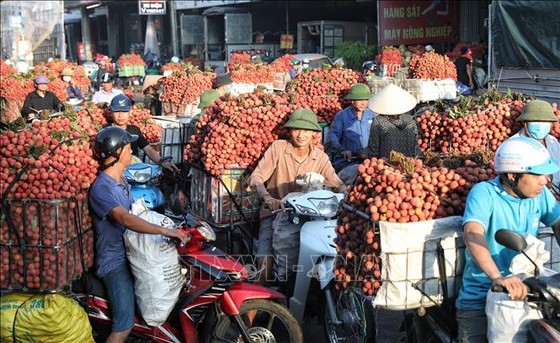 Người dân đưa vải đi tiêu thụ. ảnh 6 Chú thích ảnh