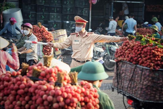 Từ sáng sớm, lực lượng cảnh sát giao thông đã túc trực làm nhiệm vụ điều tiết giao thông để bà con chở vải đi tiêu thụ thuận lợi. ảnh 5 Chú thích ảnh