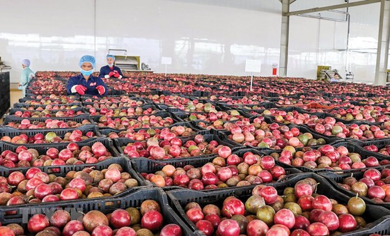 Phân loại chanh dây xuất khẩu tại Trung tâm chế biến rau quả Doveco Gia Lai .